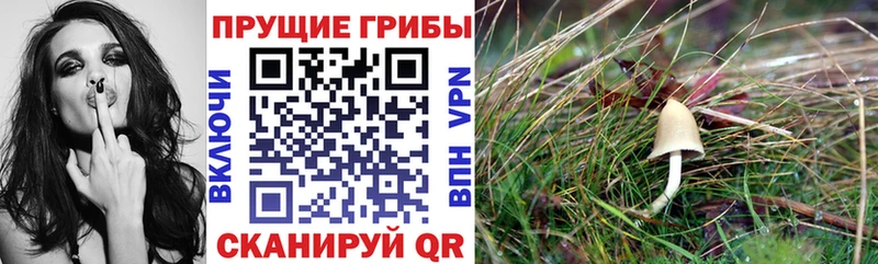 Купить где  Морозовск  Псилоцибиновые грибы мухоморы 